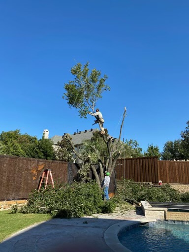 Tree Work